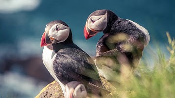 The EU Green Deal & the Arctic