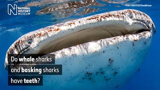 Do whale sharks and basking sharks have teeth? | Natural History Museum |(Audio Described)