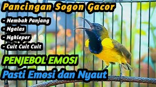 CUITAN SOGON GACOR PENJEBOL EMOSI SOGON TROTOL NGERIWIK SAJA BIAR CEPAT NGKLEPER NEMBAK PANJANG