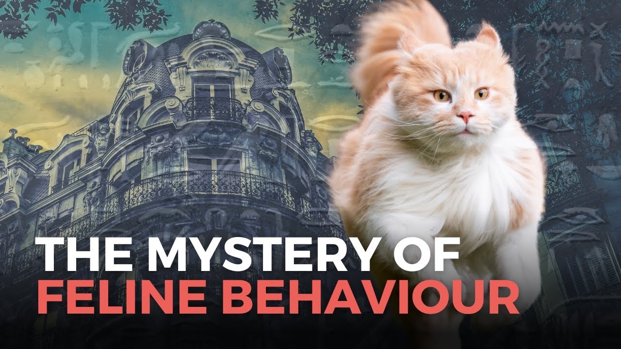 Why Cats Do That: Unravelling the Mystery of Feline Behaviour