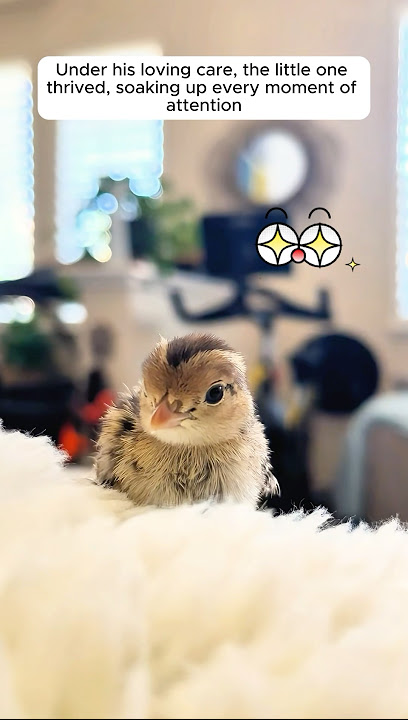 The man brought some quail eggs but then...