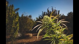 Why is Ganjier Important to the Future of Cannabis? 7 Experts Explain / Ganjier Cannabis Sommelier