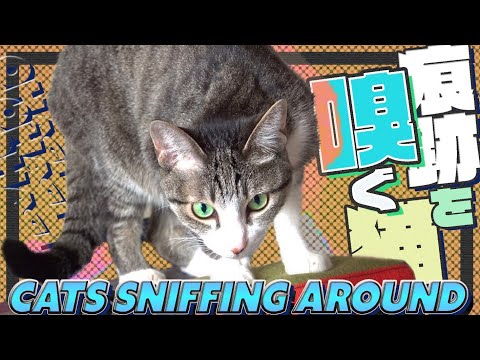 痕跡を嗅ぐ猫