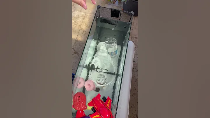 Sink or float? #sinkorfloat #science #density #buoyancy #experiment #sink #float