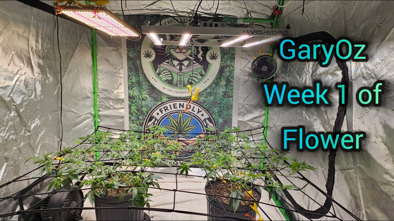GaryOz Week 1 of Flower in the new setup - The Friendly Grower