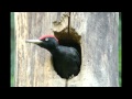 Черный дятел / Black Woodpecker