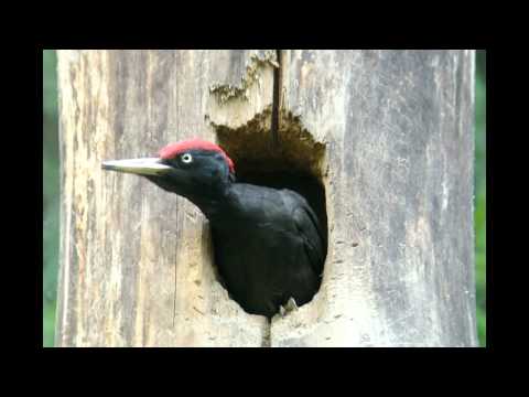 Видео: Черный дятел / Black Woodpecker
