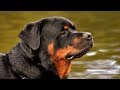 10 ATRIBUTOS DEL ROTTWEILER