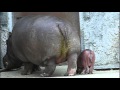 Go back to the back yard.Hippopotamus baby and mom.寝小屋に帰るカバ親子。