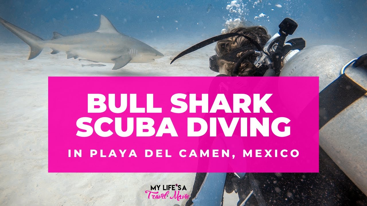 Bull Shark Scuba Diving in Playa del Carmen - YouTube