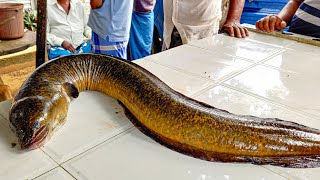 Never Seen!!! 5Kg Live Eel Fish Cutting & Cleaning Skills | Amazing Moray Eel Excellent Fish Cutting