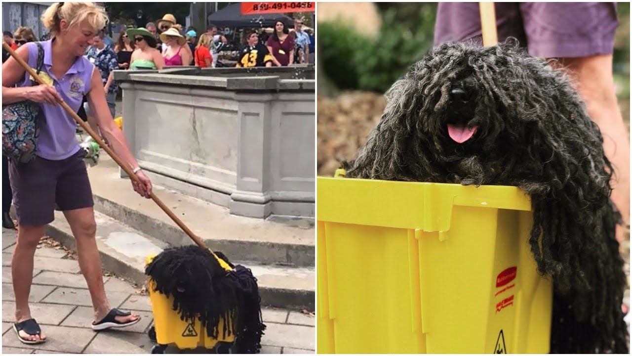 Is that mop or what ? See the best pet costume you will ever see YouTube