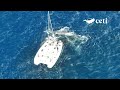 Sperm whale just following birth passing CETI 1 research sailing boat Video © Project CETI WHTWM TR