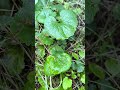 Kloblauchsrauke- Alliaria petiolata Teil 3 (von 3) Kostenloses Gewürz aus der Natur #foraging #plant