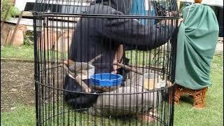 story wa prenjak mania | hobi manuk