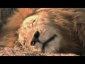 LION - King of Africa - Documentary