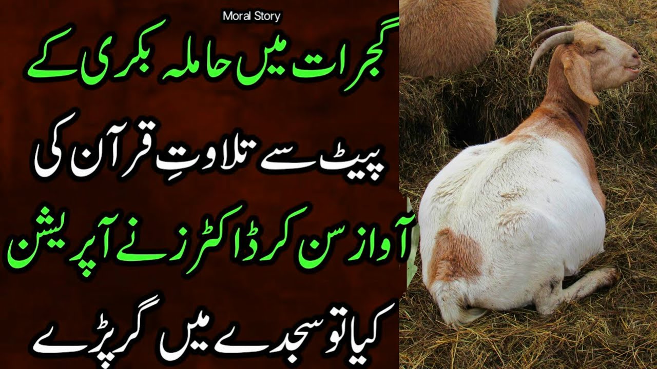 Gujarat bakri ki story | goat waqiaa | hamla bakri ki Kahani | Hindi novels | motivational