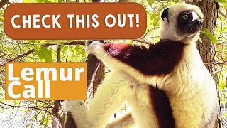 Lemur Call  |  Check this Out!