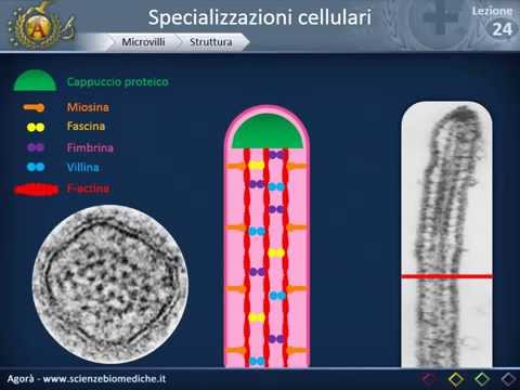 Video: Differenza Tra Gliossisomi E Perossisomi