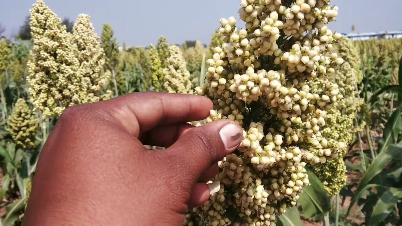 Jowar crop Ranebennur green world kannada agriculture tips YouTube