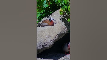 White-faced Whistling Duck Sitting 1   #shorts #fyp #duck