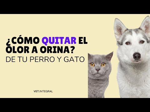 Cómo quitar el