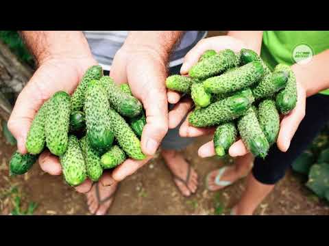 Vídeo: Como Usar Pepinos Crescidos Demais E De Frutos Longos (decapagem Especial)