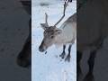 Old MacDonald 🧑‍🌾 Reindeer 🦌 #nurseryrhymes #kidssongs #kidsvideo #singalong #children #toddlers