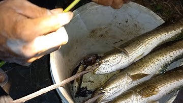 đi chích cá được cá nướng ăn tại chỗ còn gì bằng/anh ba vlog T111