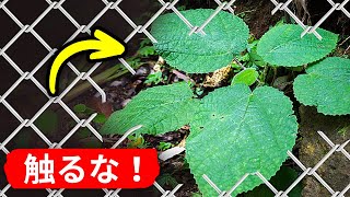 この植物を見たら、絶対に触れないでください＋他の隠れた危険性