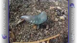 ALERTA SANITARIA POR PRESENCIA DE LA FRAGATA PORTUGUESA EN TARAPACÁ  (2014.07.07) leer mas...