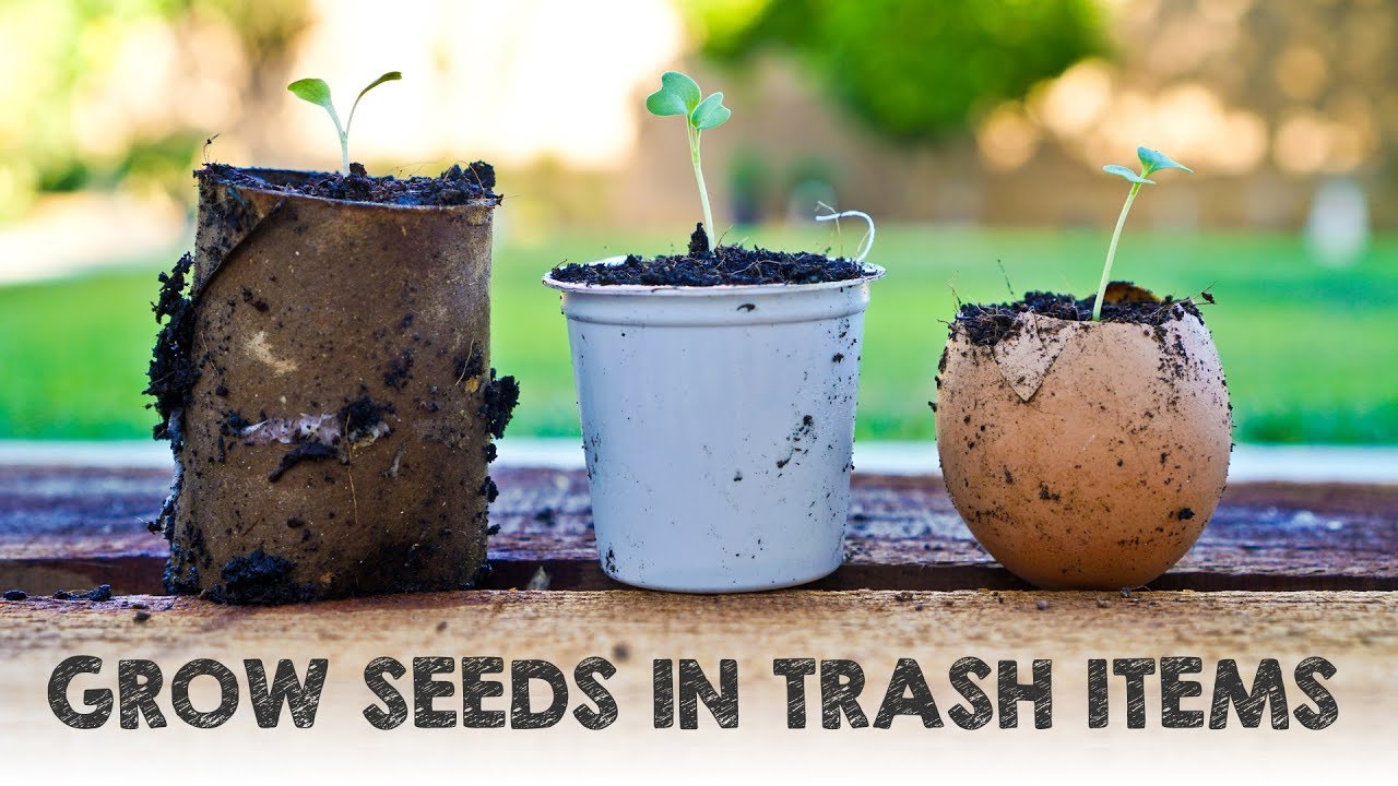 Grow Seeds in These 5 Trash Items YouTube