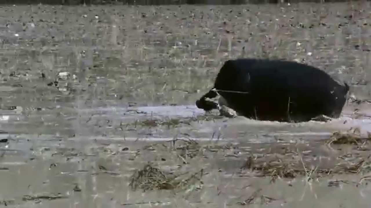 Bow Hunting Cape York 