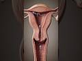 “The Journey That Creates Life (Microscopic View)”