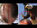 Most Dangerous Birds on Earth