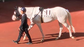 【白毛】2023年11月11日福島競馬8Rアオラキ＆鷲頭虎太騎手4着！