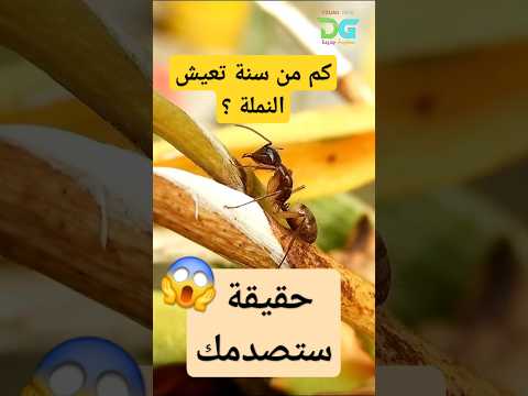 كم من سنة تعيش النملة في نظرك 