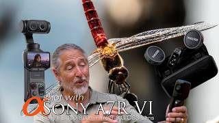 Dragonflies in flight with the Sony a7R VI at 800mm, . My final Insta360 video rental outing!