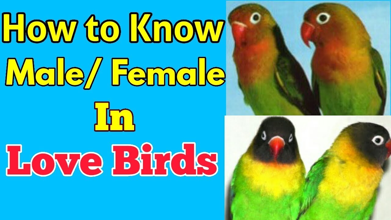 LOVE BIRDS ME MALE/FEMALE KI PEHCHAN KESE KARE || HOW TO KNOW ...