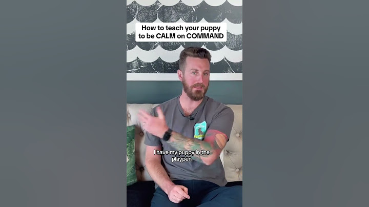How to teach your puppy to be CALM on COMMAND?🐶 #puppytips #dogcoach #puppylife #newpuppy #puppy