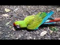 Great Green Macaw | River Wonders Singapore