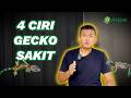 YUK, KENALI 4 CIRI GECKO SAKIT DAN PENYEBABNYA