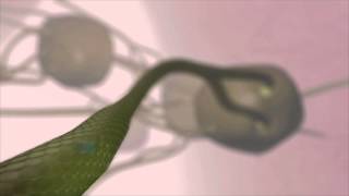 Tuberculosis Invasion Animated Short Film