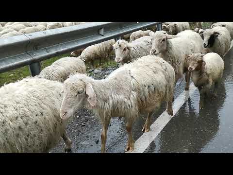 ცხორ ცხორ ცხორი