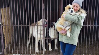 Бугай Алабай. Приехали за Кариной а заплатили за Лучану.