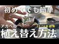 【失敗しないアガベの植え替え方法】初心者こそ“必ず”知ってから植え替えすべきワケ。