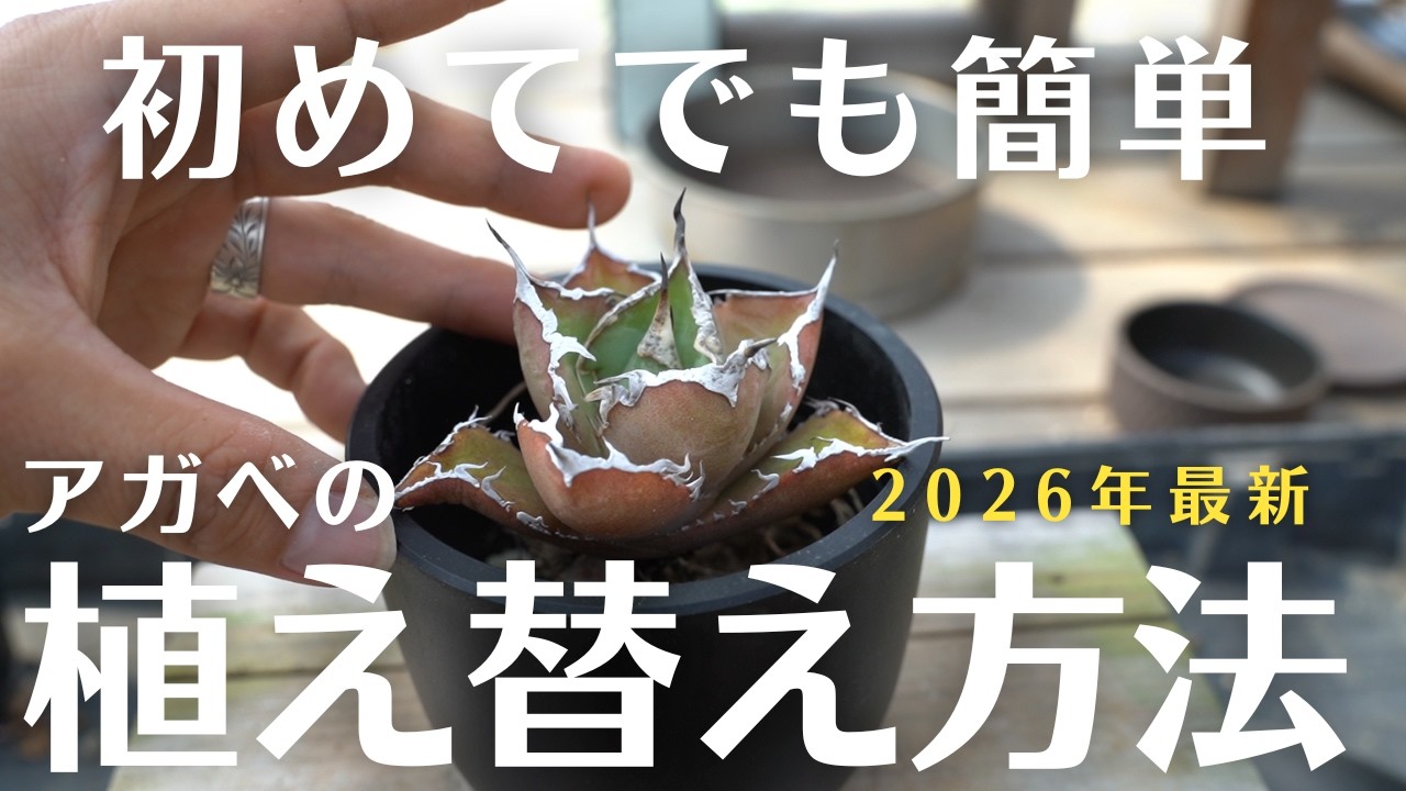 アガベ 植え 替え