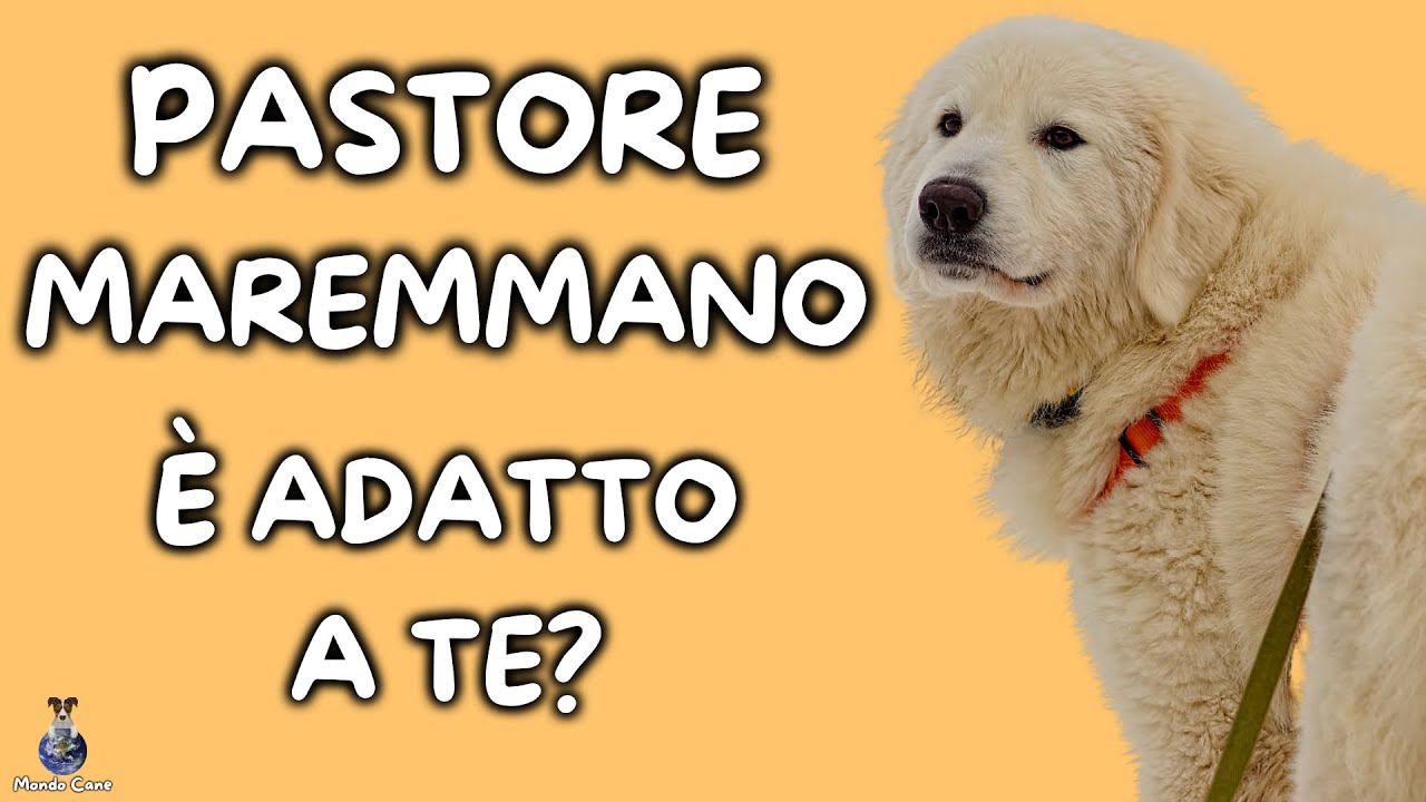 Pastore Maremmano: Cosa Sapere