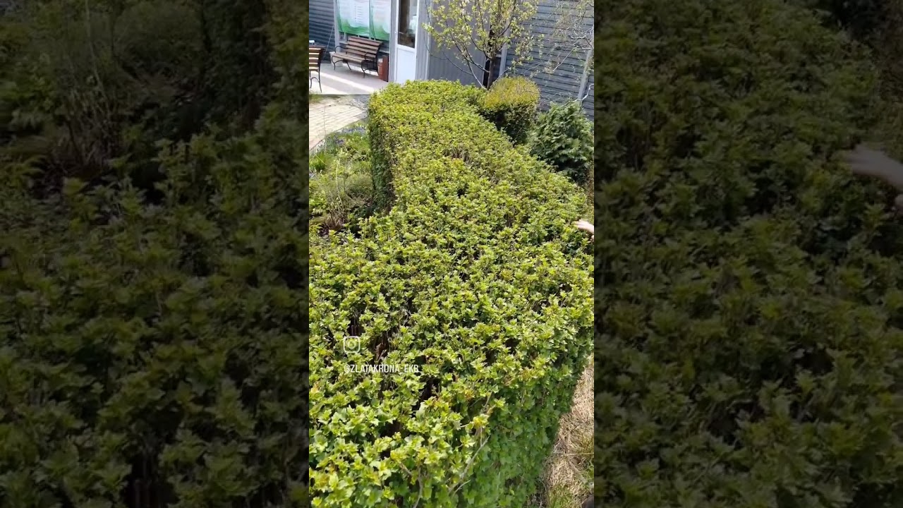 Живая изгородь из Смородины "Альпийской"