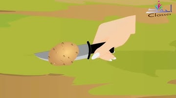 Vegetative propagation in sweet potato & Potato